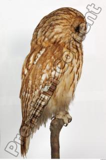 Tawny owl - Strix aluco 0034